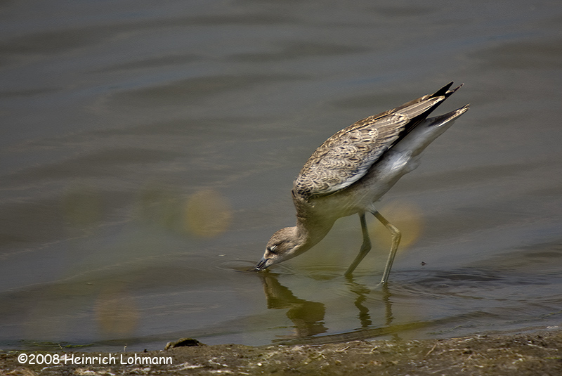GP0724-Willet.jpg