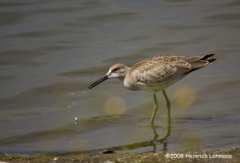 GP0726-Willet.jpg