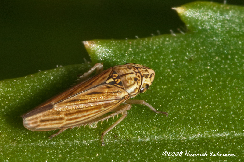 GP4619-Leafhopper.jpg