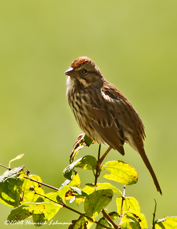 GP6816-Unidentified Finch.jpg