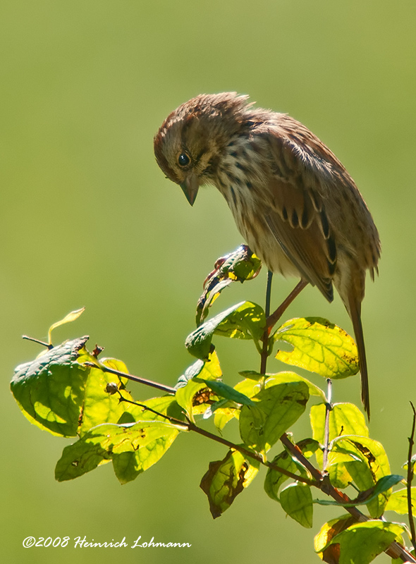 GP6817-Unidentified Finch.jpg