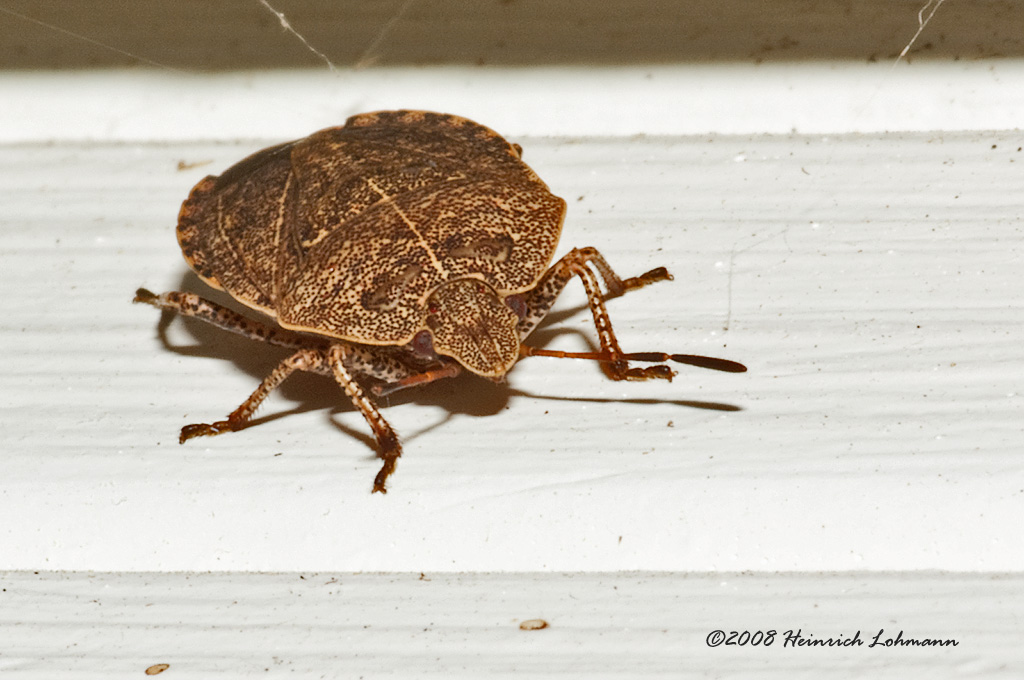 GP2326-unidentified Bug.jpg