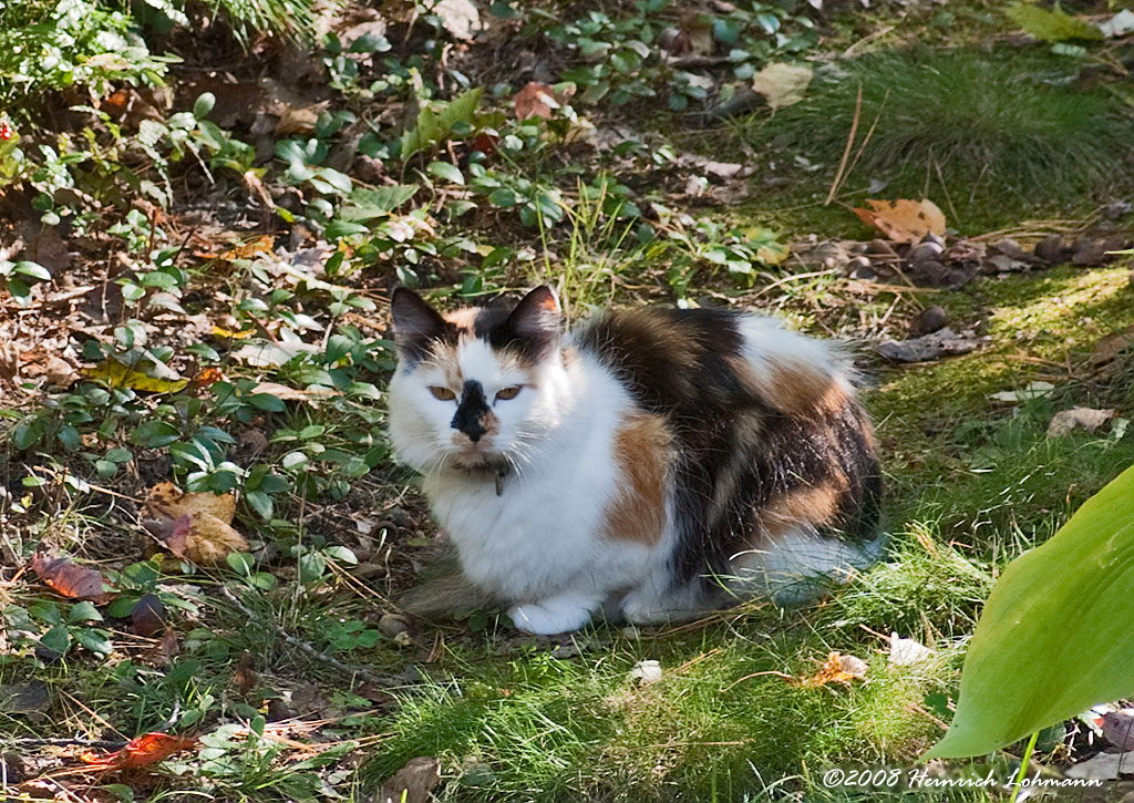 GP1895-Neighbours Cat.jpg