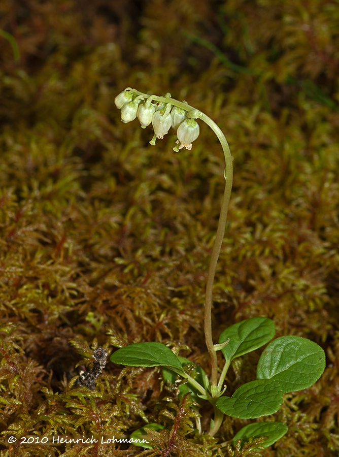 K224997-One-Sided Wintergreen.jpg