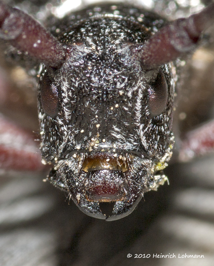 K224937a-bug macro.jpg