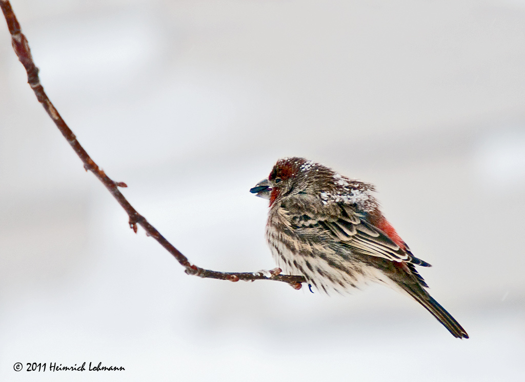 K238195-House Finch male.jpg