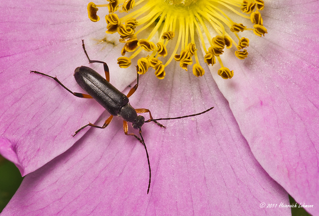 K5D6406-Unidentified bug.jpg