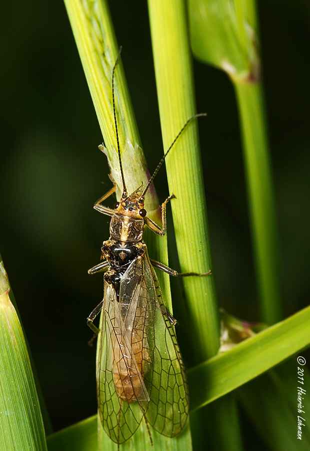 K5D6315-Unidentified.jpg