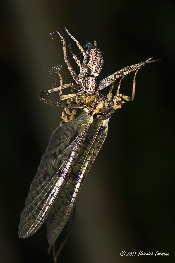 K5D6459-Tiny spider feeding on mayfly.jpg