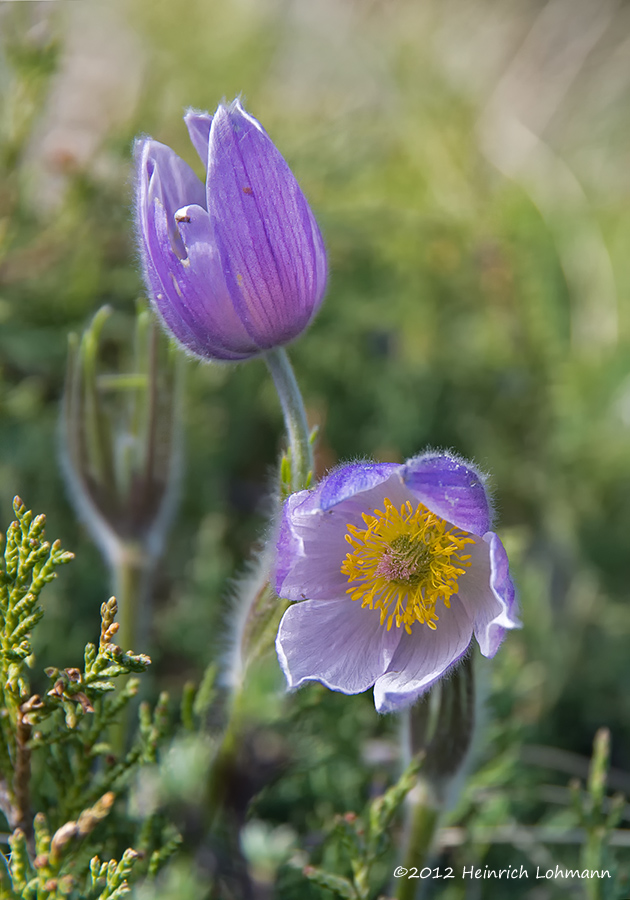 K5F1913-Wild Crocus.jpg