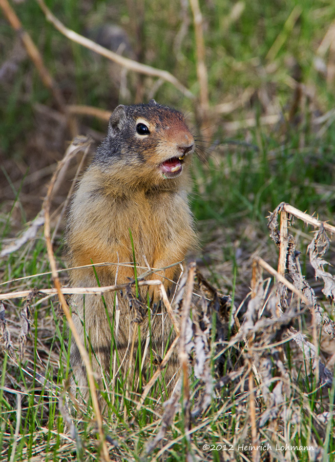 K5F1867-Columbian Ground Squirrel.jpg