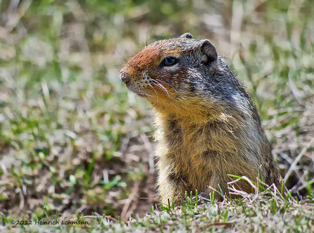 K5F2027-Columbian Ground Squirrel.jpg
