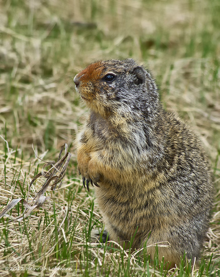 K5F3160-Columbian Ground Squirrel.jpg