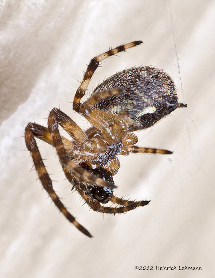 K5F9173-Unidentified small spider.jpg