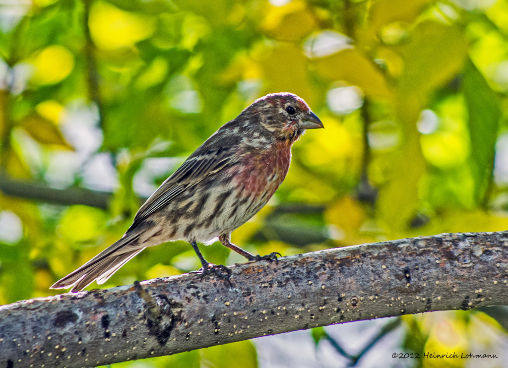K5G6447-House Finch.jpg