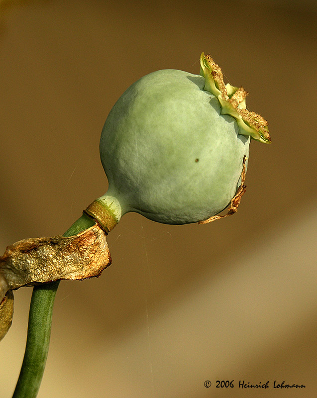 3835-Poppy-headd.jpg