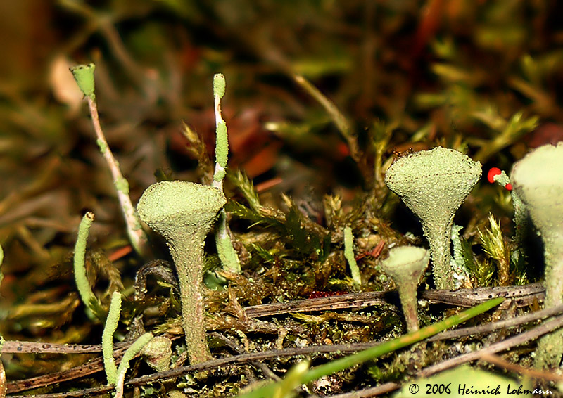 3897-lichen.jpg
