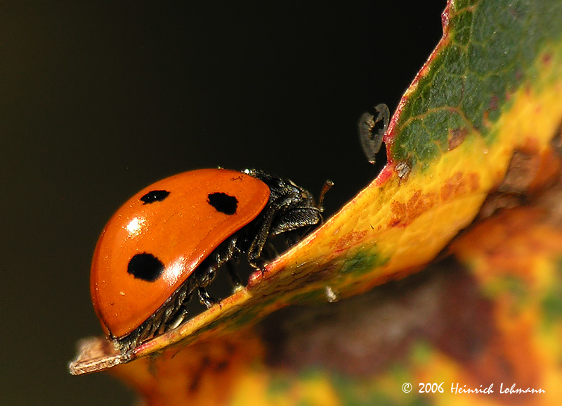 3738-Ladybug.jpg