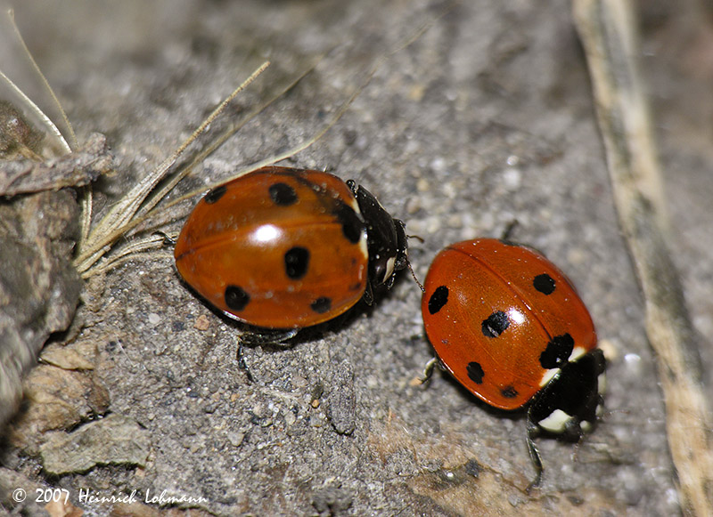 N5695-Lady Bugs.jpg