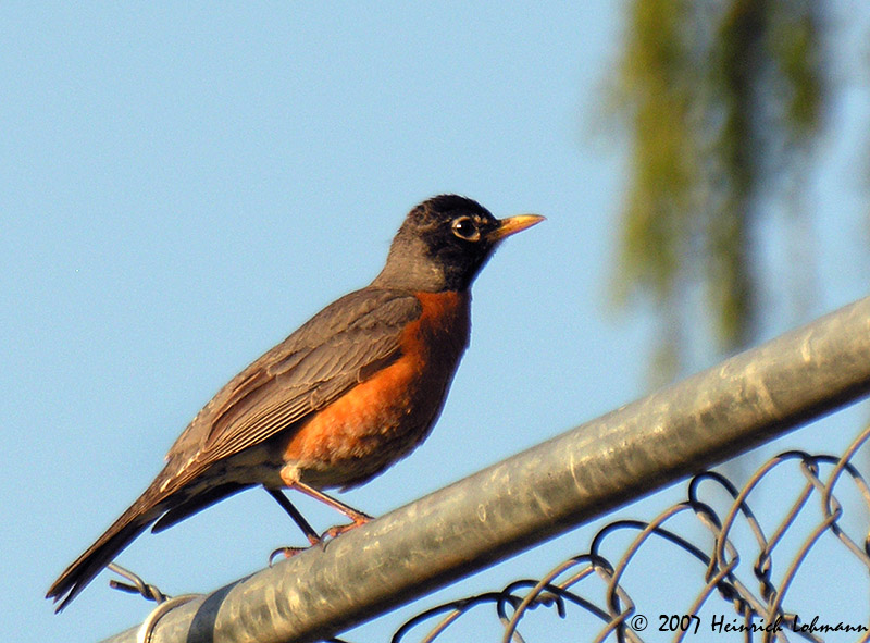 N6241-Robin.jpg
