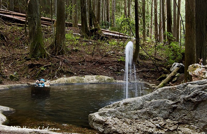 P7627-enchanted forest.jpg