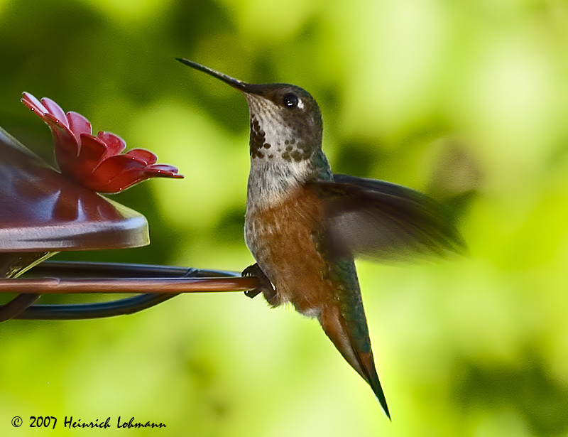 P7703a-Humming Bird.jpg