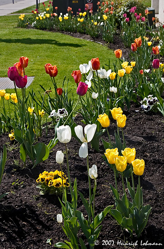 P7839-tulips.jpg