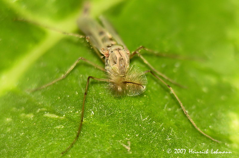 N6791-Golden Saltmarsh Mosquitomale.jpg
