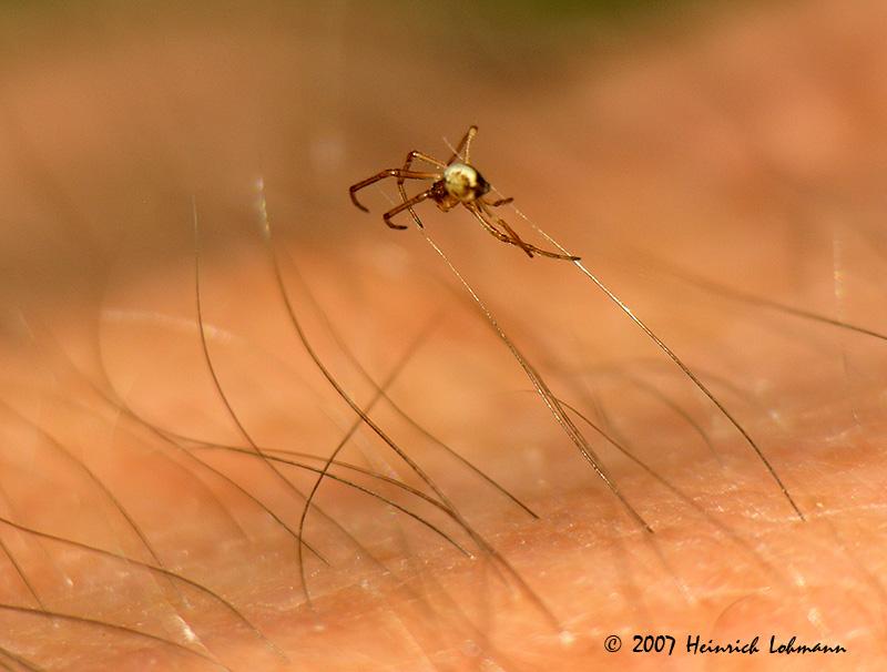 N6801-Tiny unknown spider.jpg