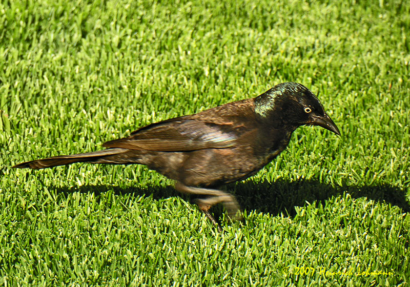N7248-Common Grackle.jpg