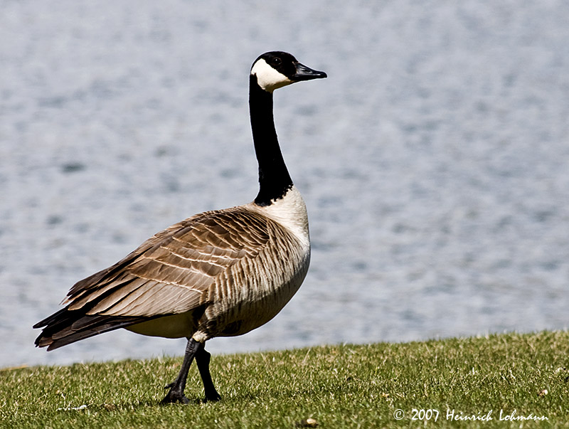 P6476-Canada Goose.jpg