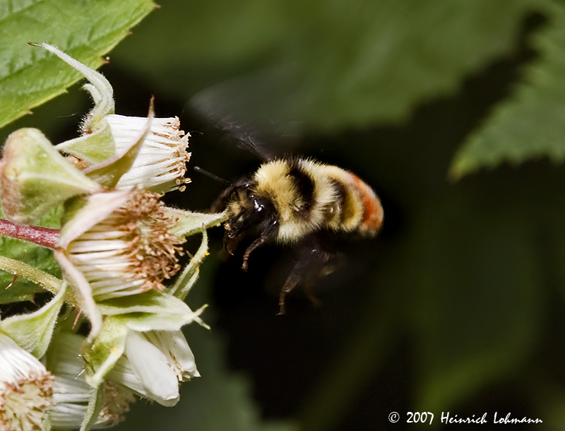 P9356-Red-taile Bumble Bee.jpg