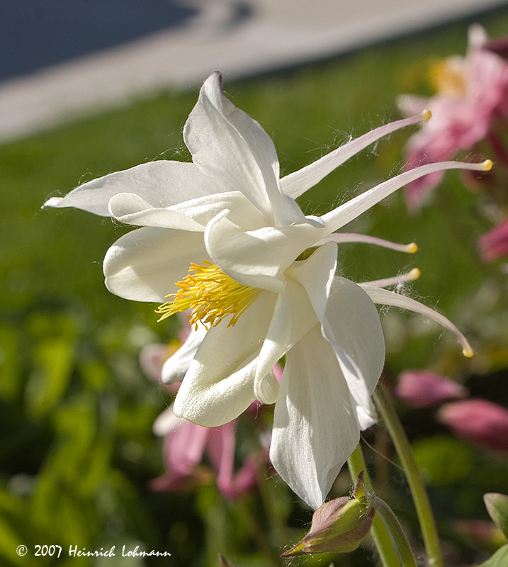 P9499-Columbine.jpg