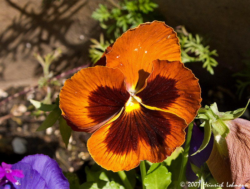P9536-Pansy.jpg