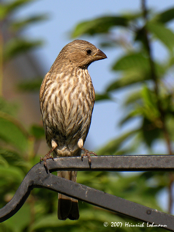N7509-House Finch.jpg