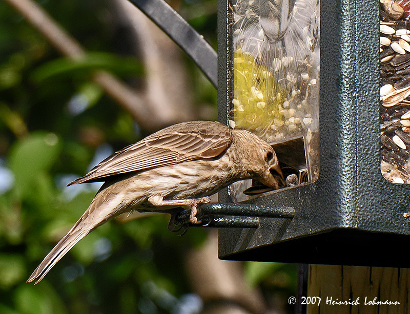 N7513-House Finch.jpg