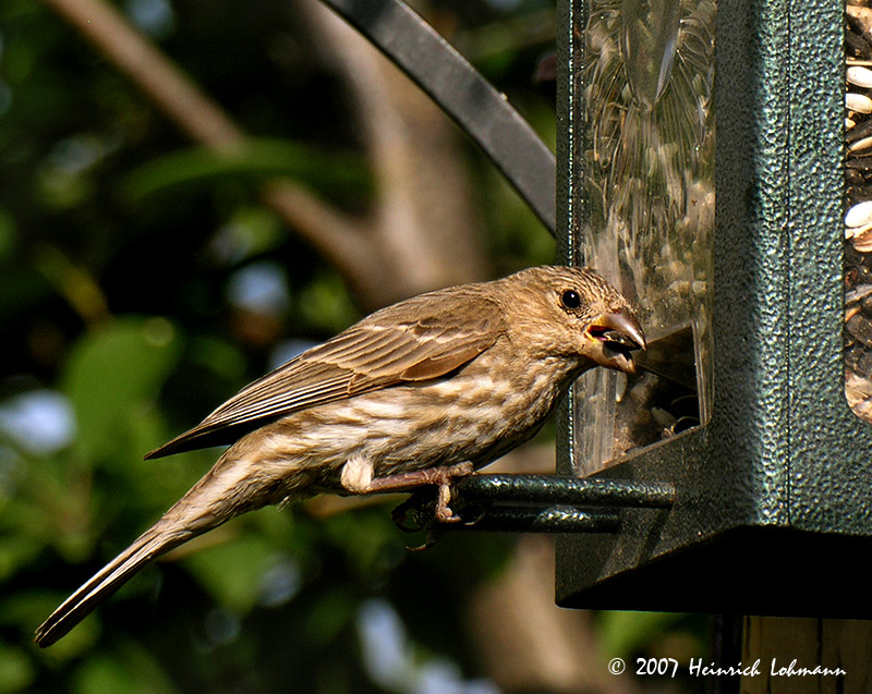 N7514-House Finch.jpg