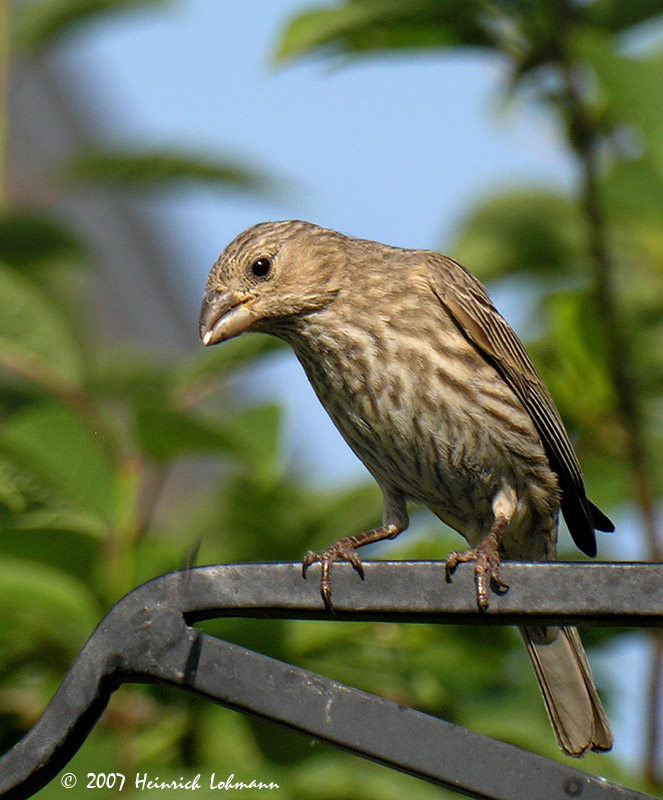 N7517-House Finch.jpg