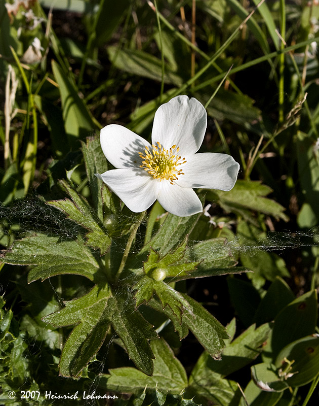 P9752-web.jpg