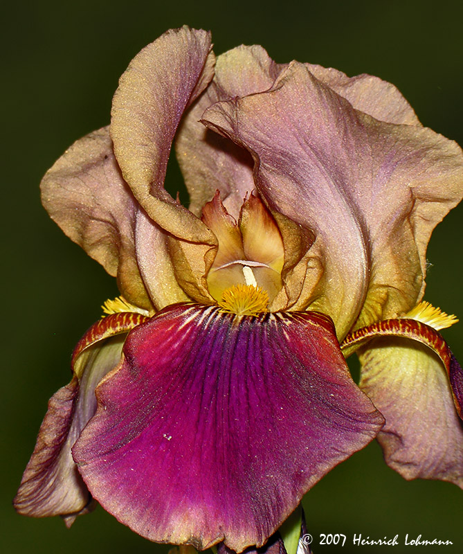 N7622-Iris.jpg