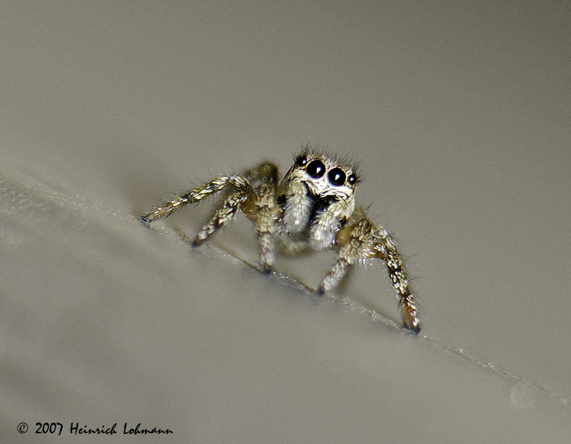 N8273-Metaphid Jumping Spider.jpg