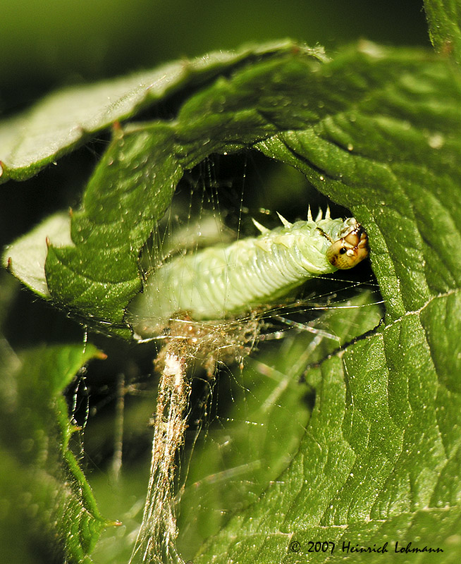 N8177-web.jpg