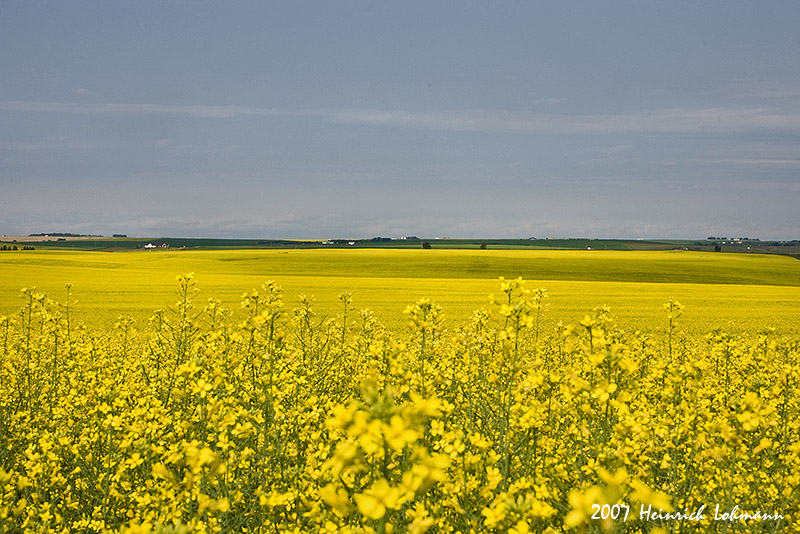 P1041-Canola.jpg