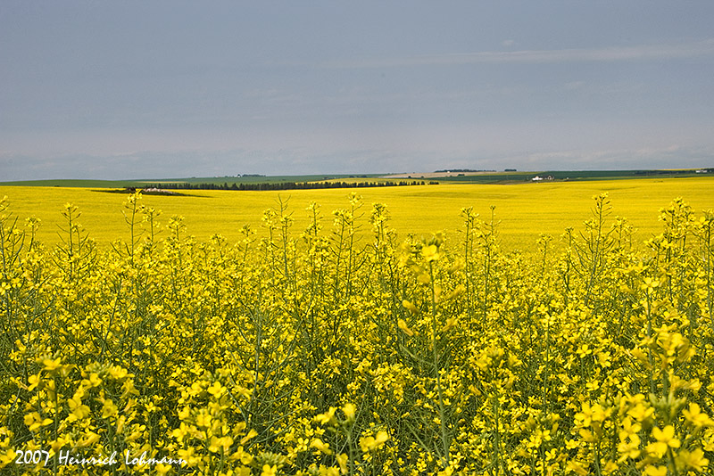 P1048-Canola.jpg