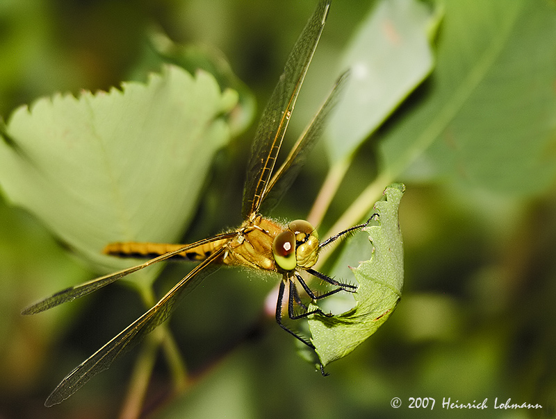 N8904-Dragon Fly.jpg