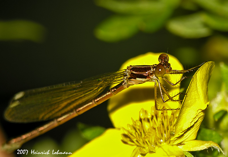 N9208-Damselfly.jpg