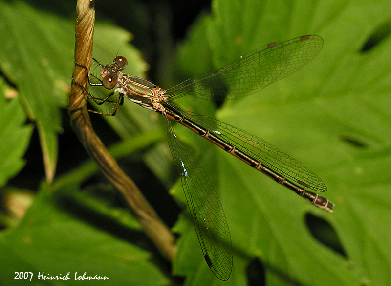 N9728-Damselfly.jpg