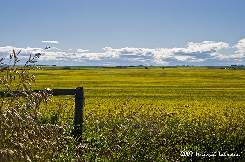 P1133-Canola.jpg