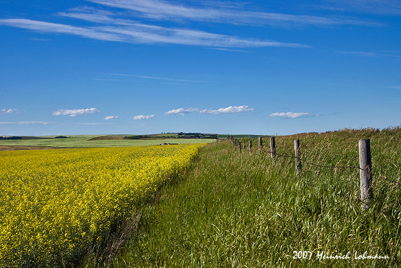 P1155-Canola.jpg