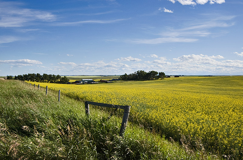 P1168-Canola.jpg